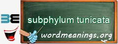 WordMeaning blackboard for subphylum tunicata